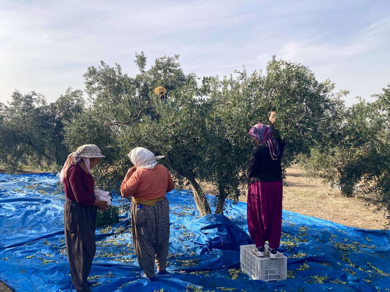 Muğla’da Belediye Zeytinleri 20 Kasım’da İhalede 2